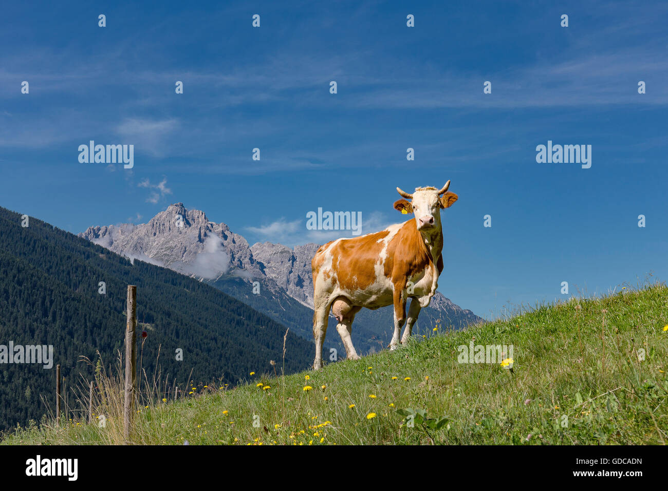 Sillian,Austria,Red-and-white cow at an alpine meadow Stock Photo