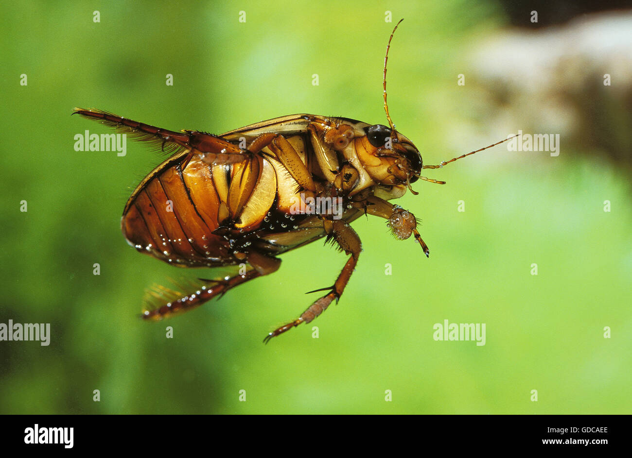 GREAT DIVING BEETLE dytiscus marginalis, FRANCE Stock Photo