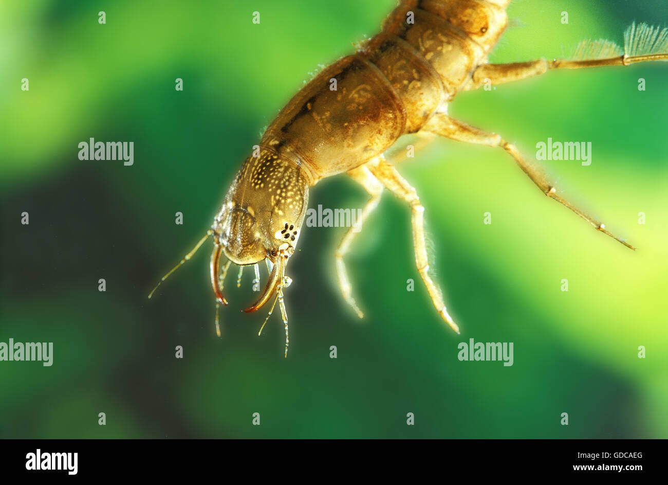 Great Diving Beetle, dytiscus marginalis, Larva, Pond in Normandy Stock