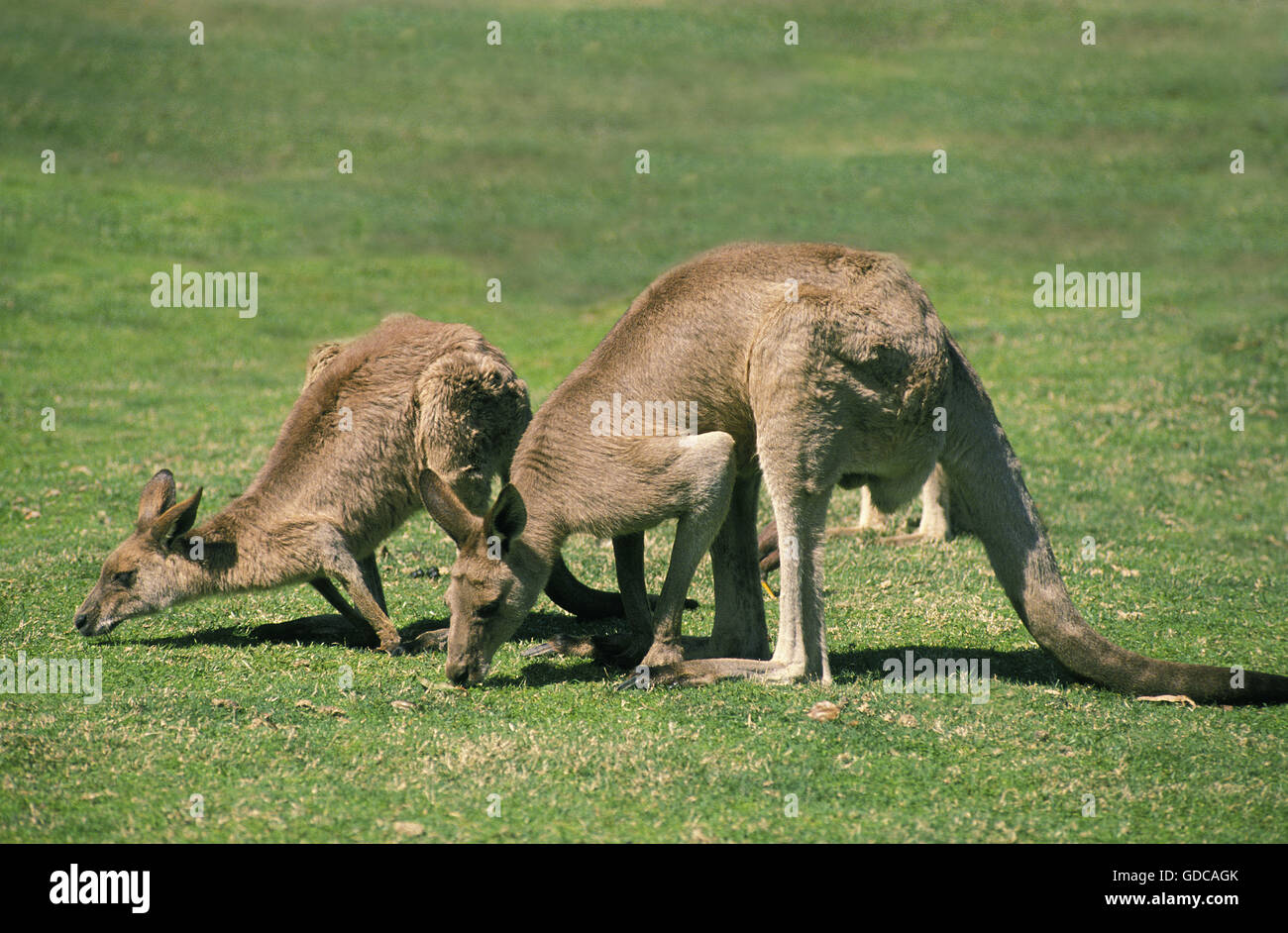 Kangaroo eating grass hires stock photography and images Alamy