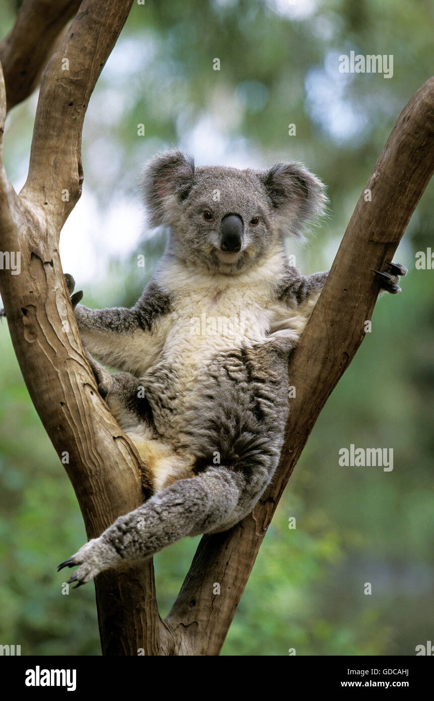 Koala, phascolarctos cinereus, Female on Branch Stock Photo