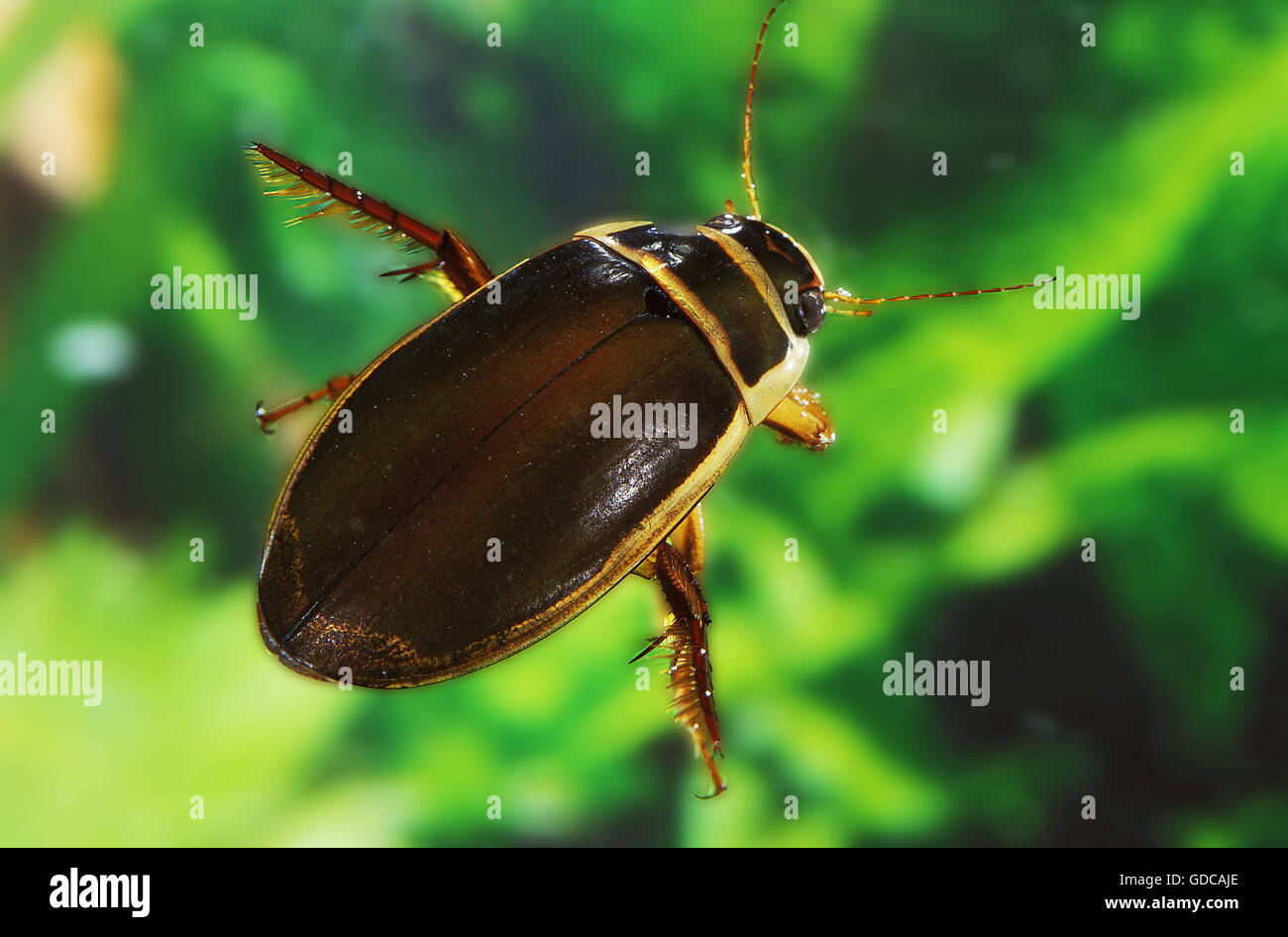 Great Diving Beetle, dytiscus marginalis, Adult Stock Photo
