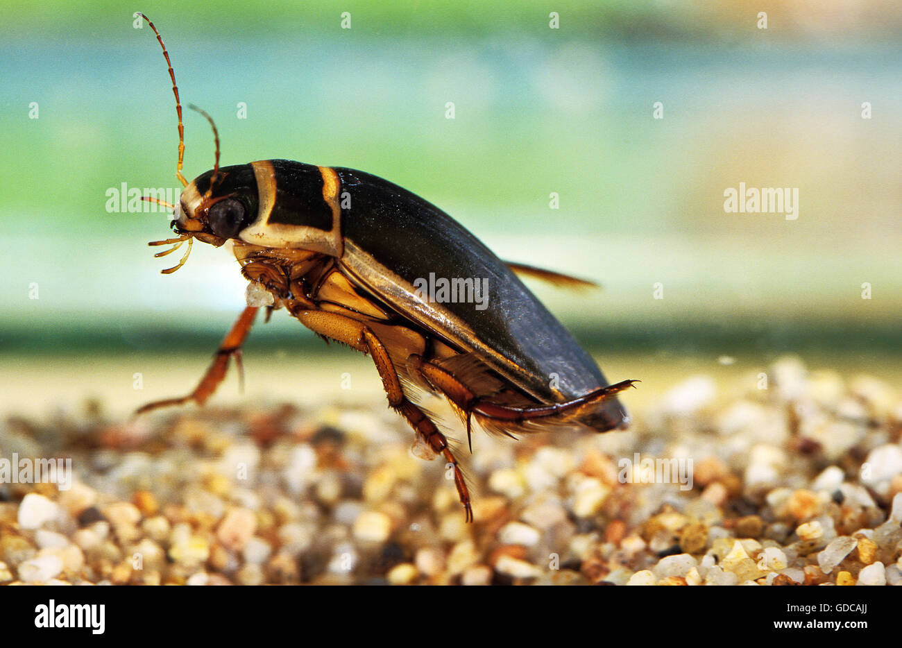 Great Diving Beetle, dytiscus marginalis, Adult Stock Photo