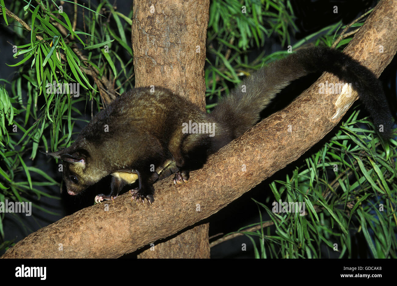 Yellow Bellied Glider, petaurus australis Stock Photo Alamy