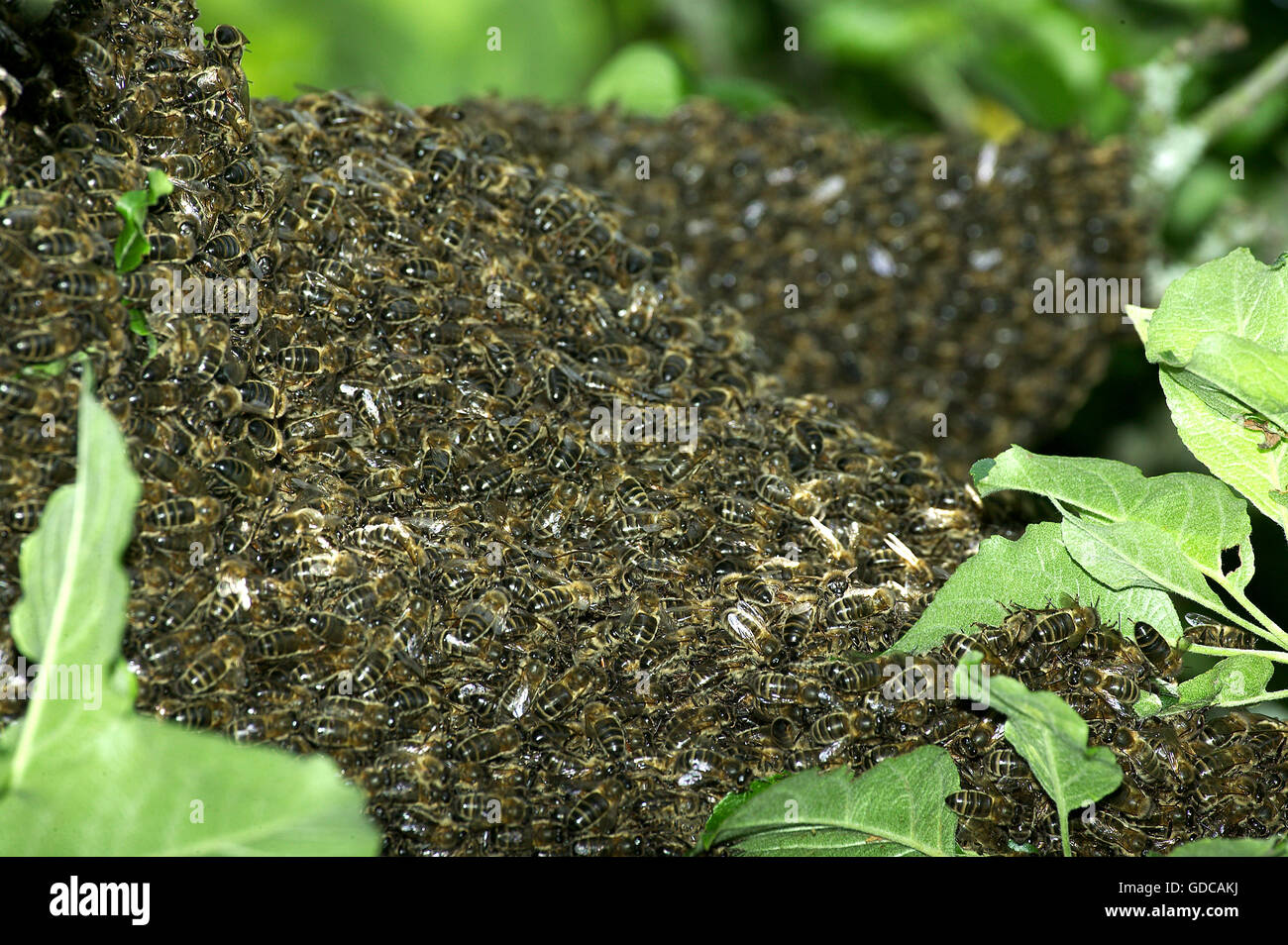 Honey Bee, apis mellifera, Wild Swarm Stock Photo