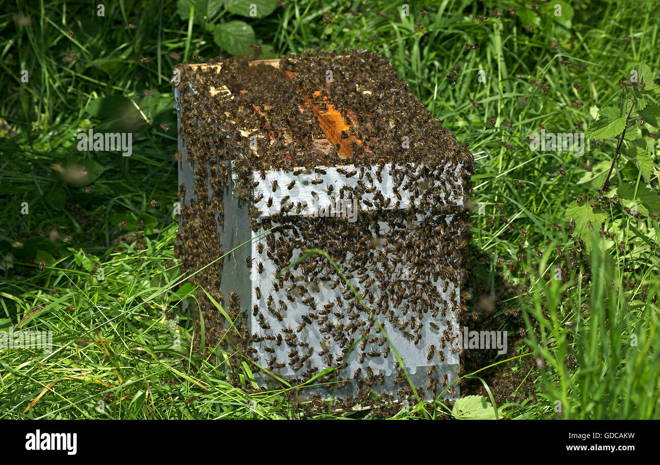 Swarm around  Hive, Normandy Stock Photo