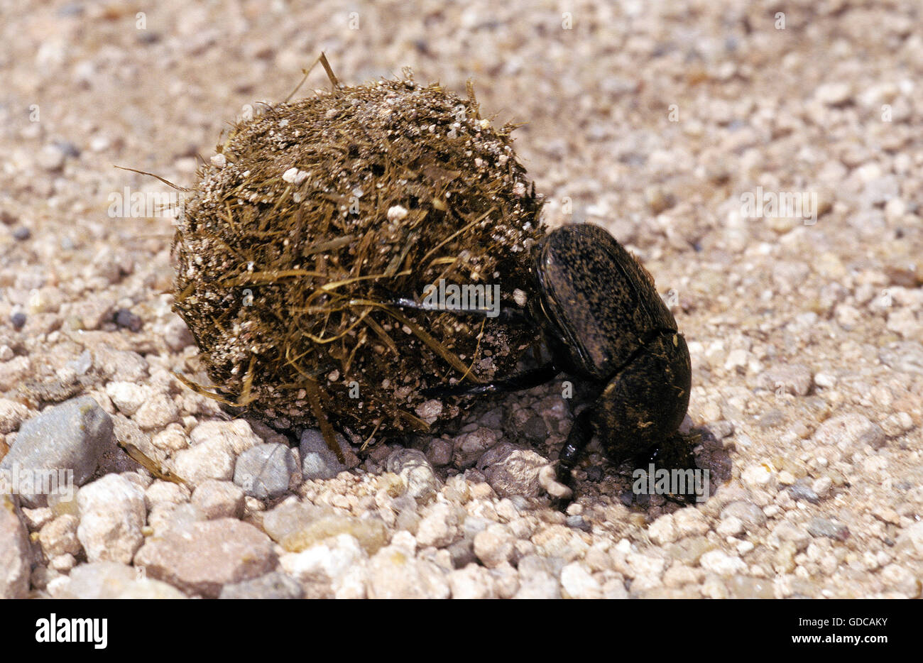 Dung Beetle, Adult, rolling dung Ball, Kenya Stock Photo