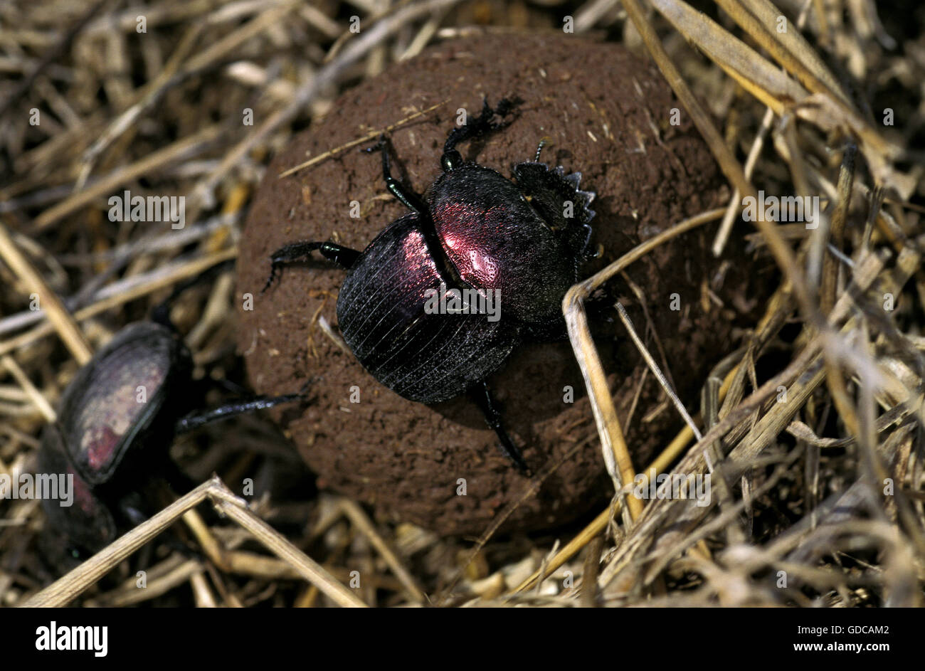 Dung Beetle rolling Dung Ball, Kenya Stock Photo