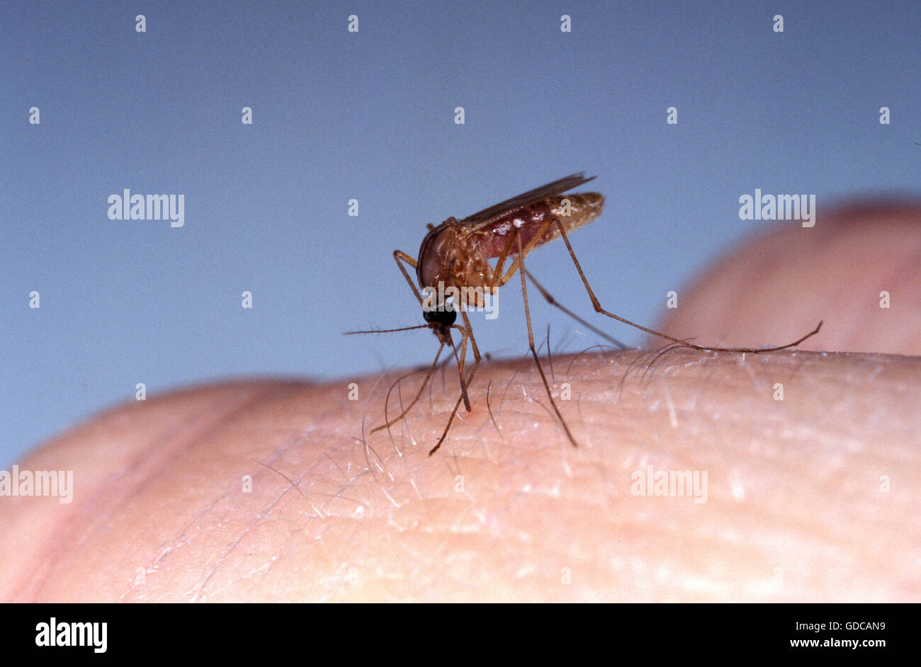 Culex quinquefasciatus online