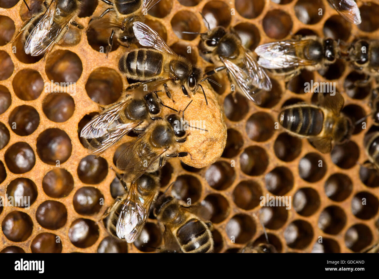 Honey Bee, apis mellifera, Worker looking after Larvae on Brood Comb, Bee Hive in Normandy Stock Photo