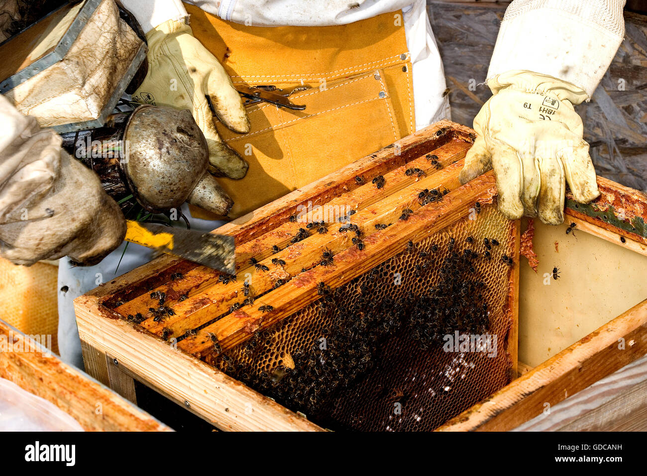 Honey Bee, apis mellifera, Worker looking after Larvae on Brood Comb, Man working on Bee Hive in Normandy Stock Photo