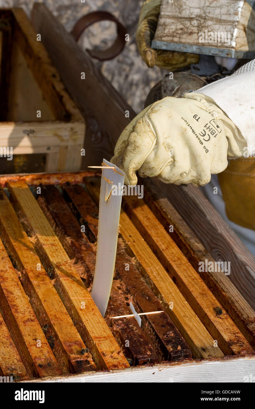 Honey Bee, apis mellifera, Man working on Bee Hive in Normandy Stock Photo
