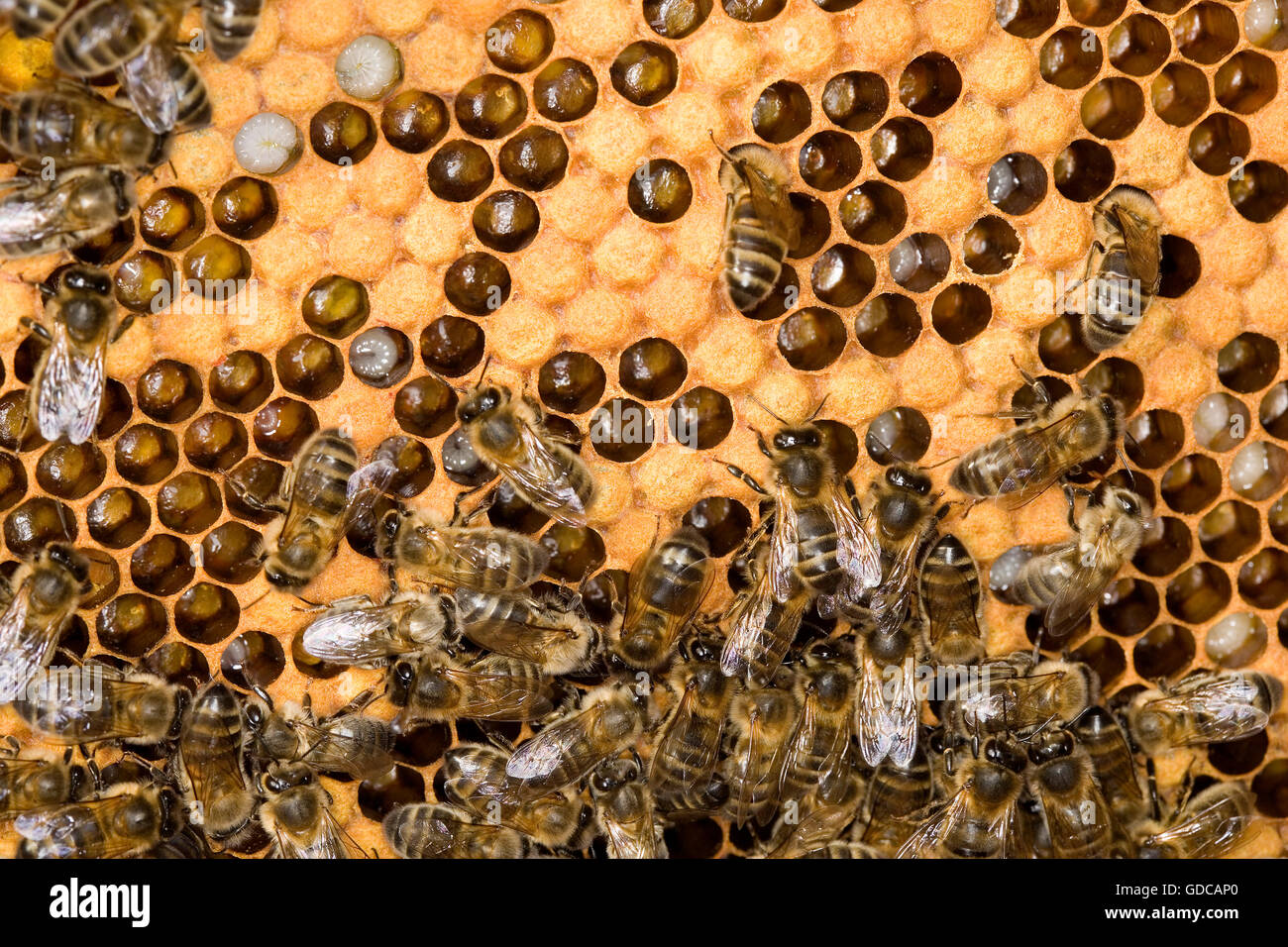 HONEY BEE apis mellifera IN NORMANDY Stock Photo