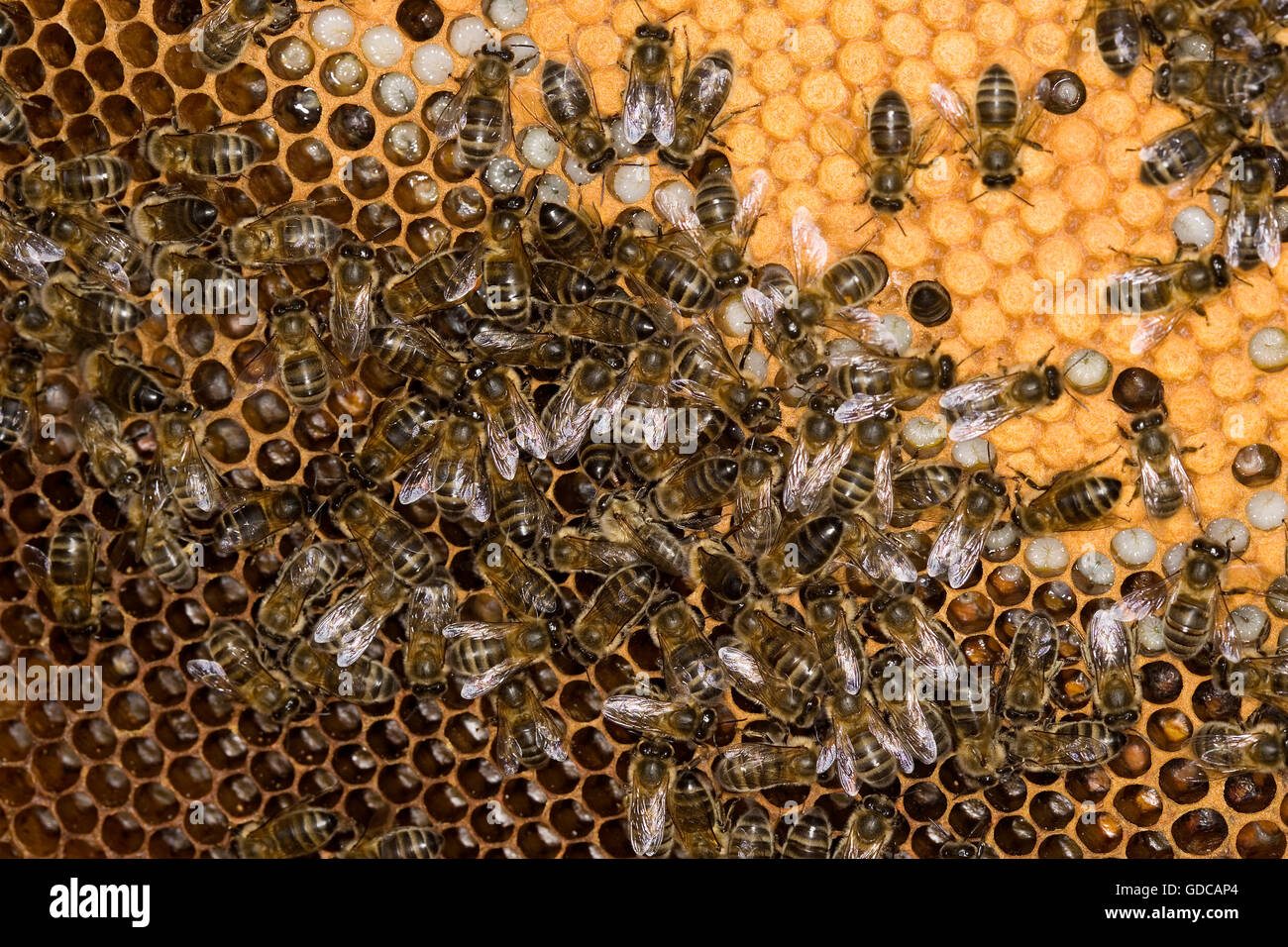 Honey Bee, apis mellifera, Worker looking after Larvae on Brood Comb, Bee Hive in Normandy Stock Photo