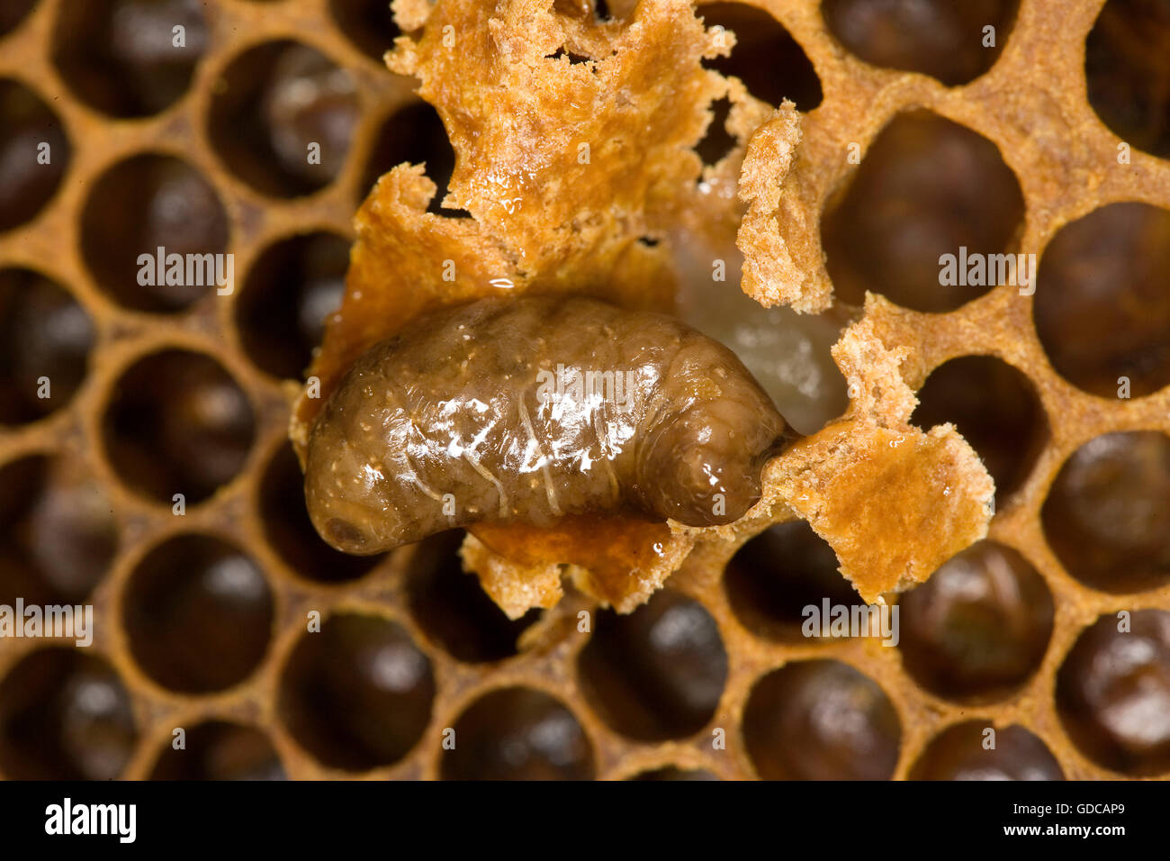 Honey Bee, apis mellifera, Larvae on Brood Comb, Bee Hive in Normandy Stock Photo