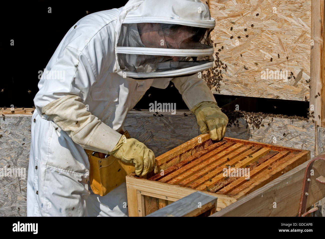 Honey Bee, apis mellifera, Worker looking after Larvae on Brood Comb, Man working on Bee Hive in Normandy Stock Photo