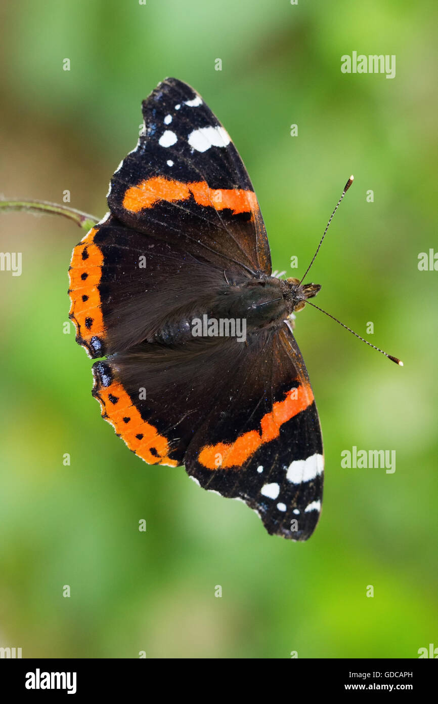 Nature,Animal,Butterfly,Lepidoptera,Insect,Wild,Switzerland,Vanessa atalanta,Red Admiral Stock Photo