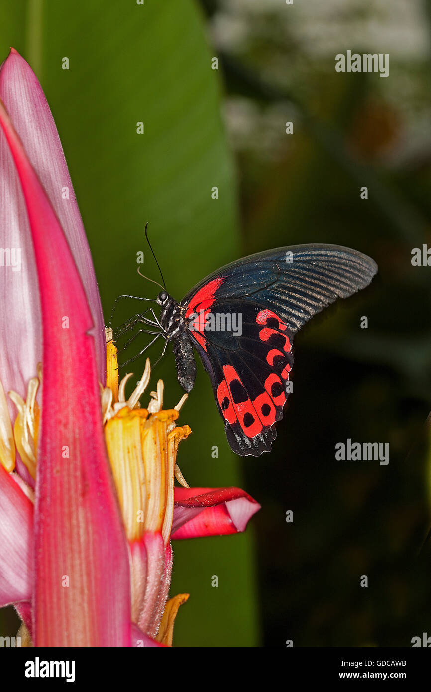 Scarlet Mormon Butterfly, papilio rumanzovia, Adult Gathering on Flower Stock Photo