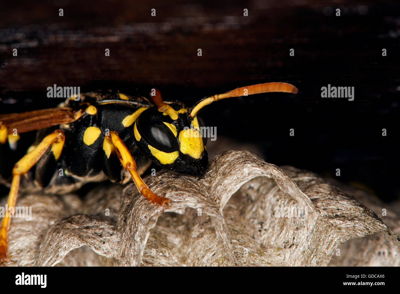Common Wasp, vespula vulgaris, Adult on Nest, Normandy Stock Photo