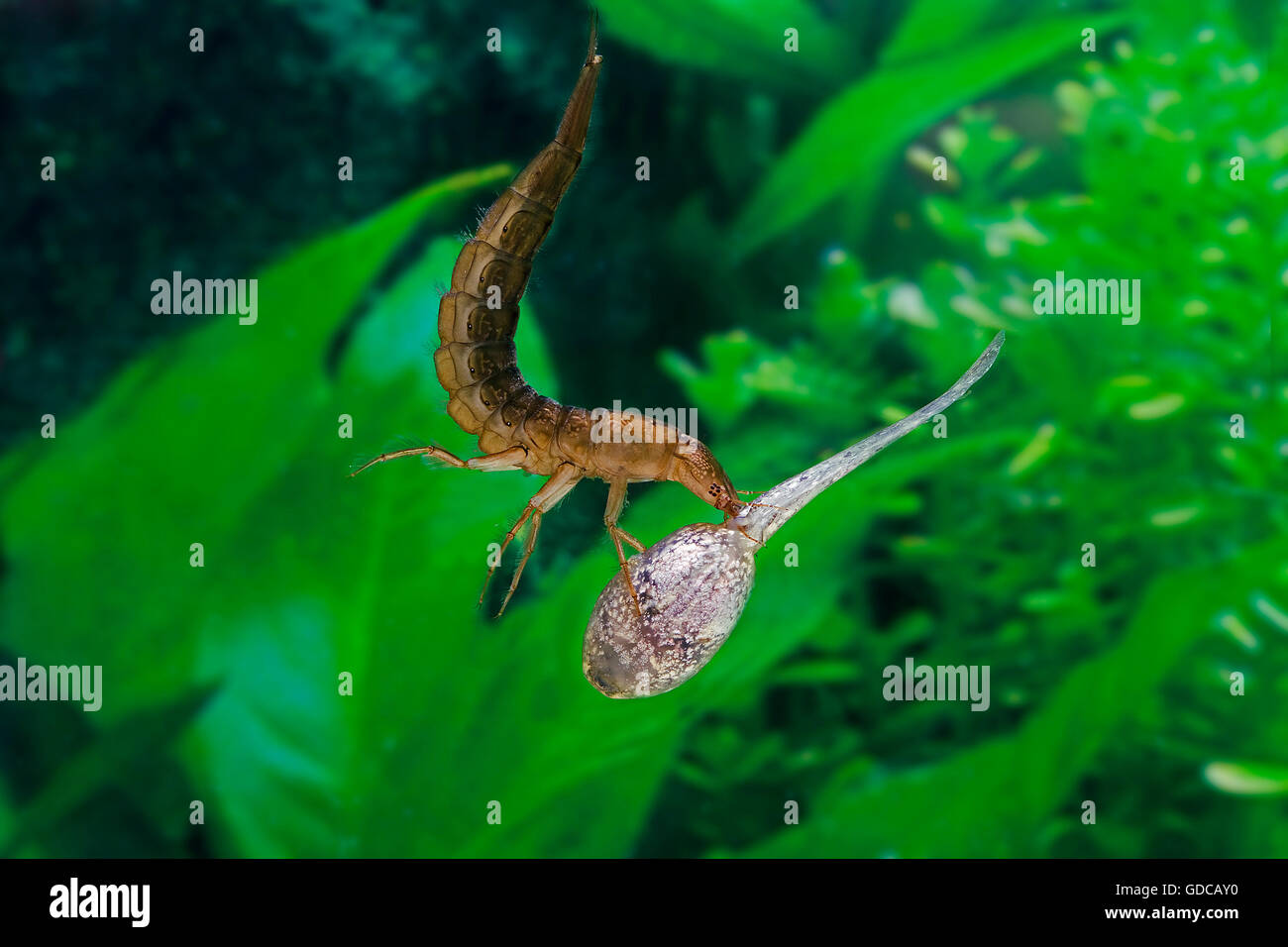 Eats tadpoles hi-res stock photography and images - Alamy