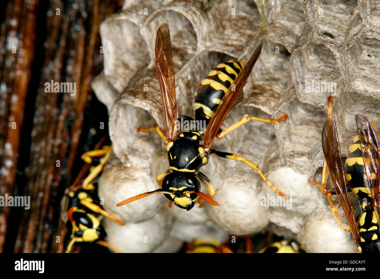 Common Wasp, vespula vulgaris, Adult on Nest, Normandy Stock Photo