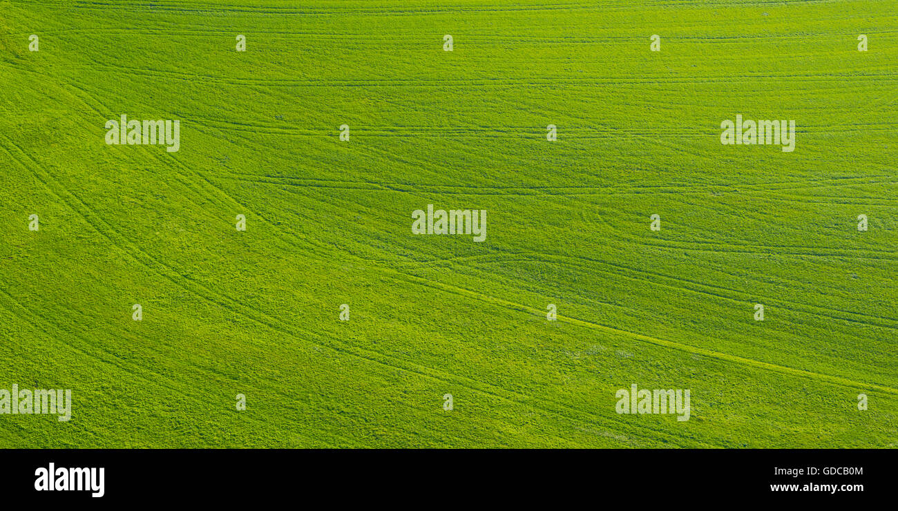 Cultivation,cultivation surface,Baden-Wurttemberg,Germany,Europe,field,field order,green,agriculture,deserted,Swabian Stock Photo