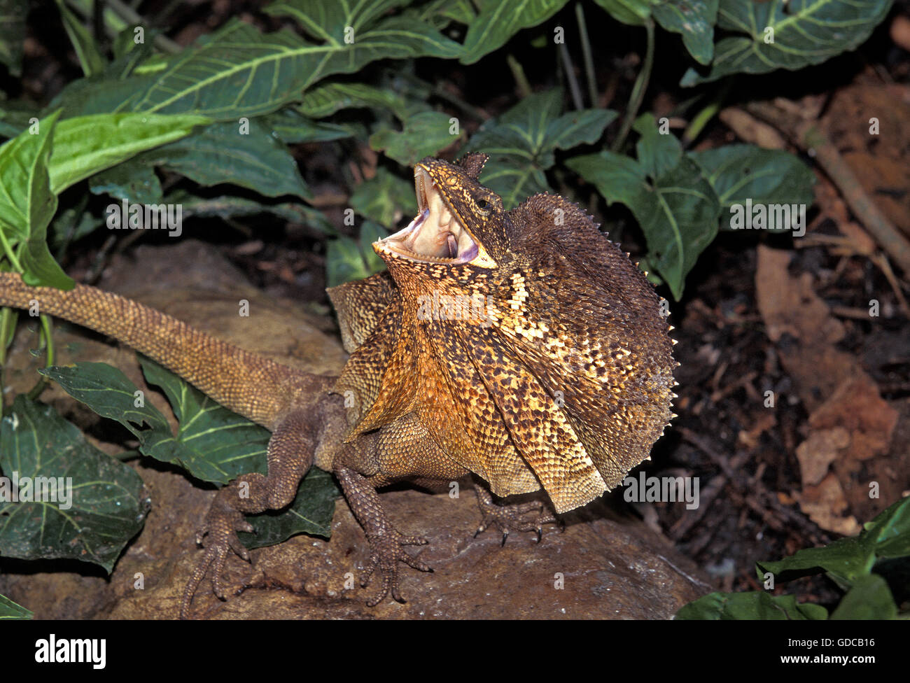 FRILL NECKED LIZARD chlamydosaurus kingii, ADULT WITH FRILL RAISED AND OPEN MOUTH IN DEFENSIVE POSTURE, AUSTRALIA Stock Photo