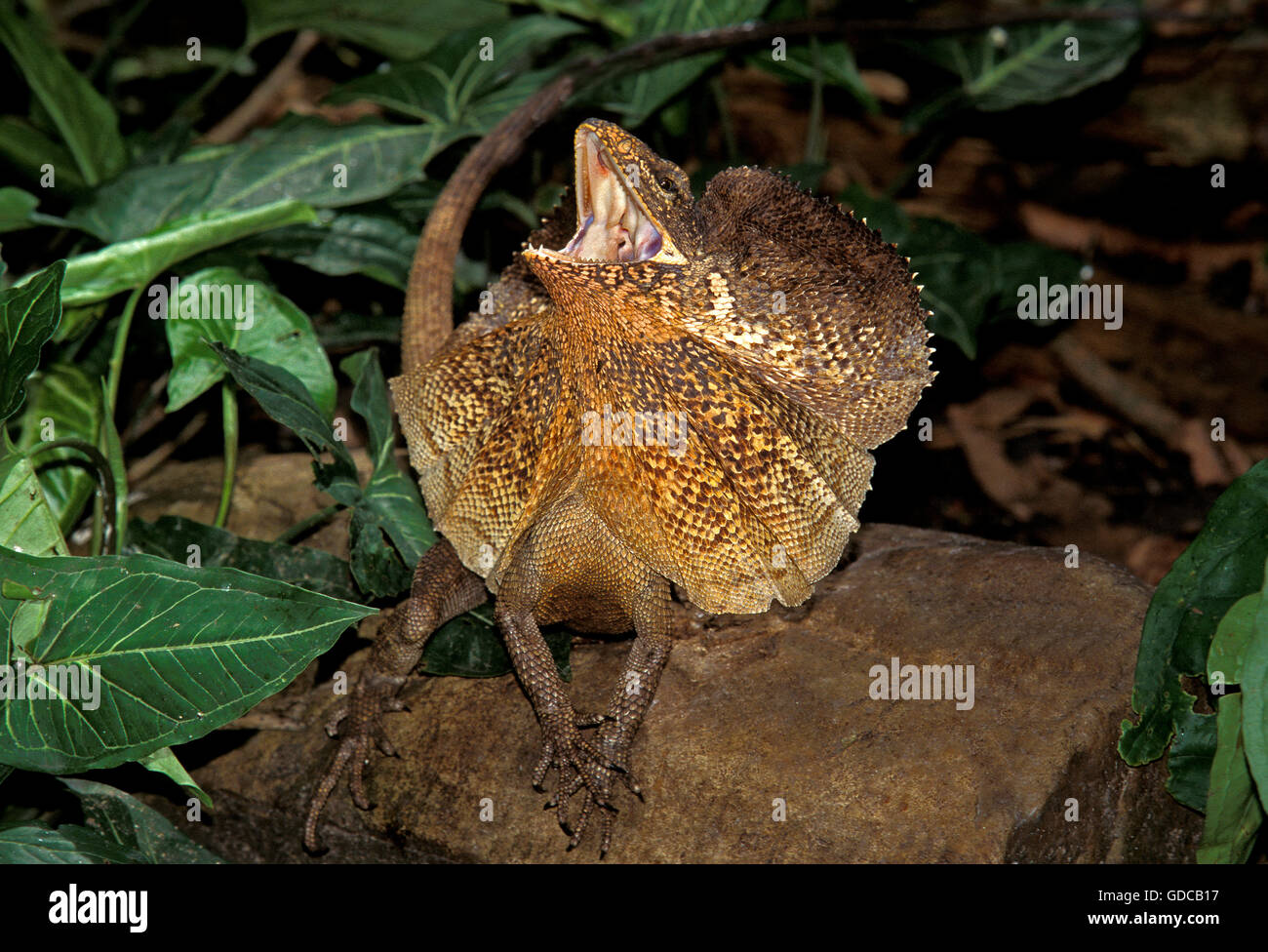 FRILL NECKED LIZARD chlamydosaurus kingii, ADULT WITH FRILL RAISED AND OPEN MOUTH IN DEFENSIVE POSTURE, AUSTRALIA Stock Photo