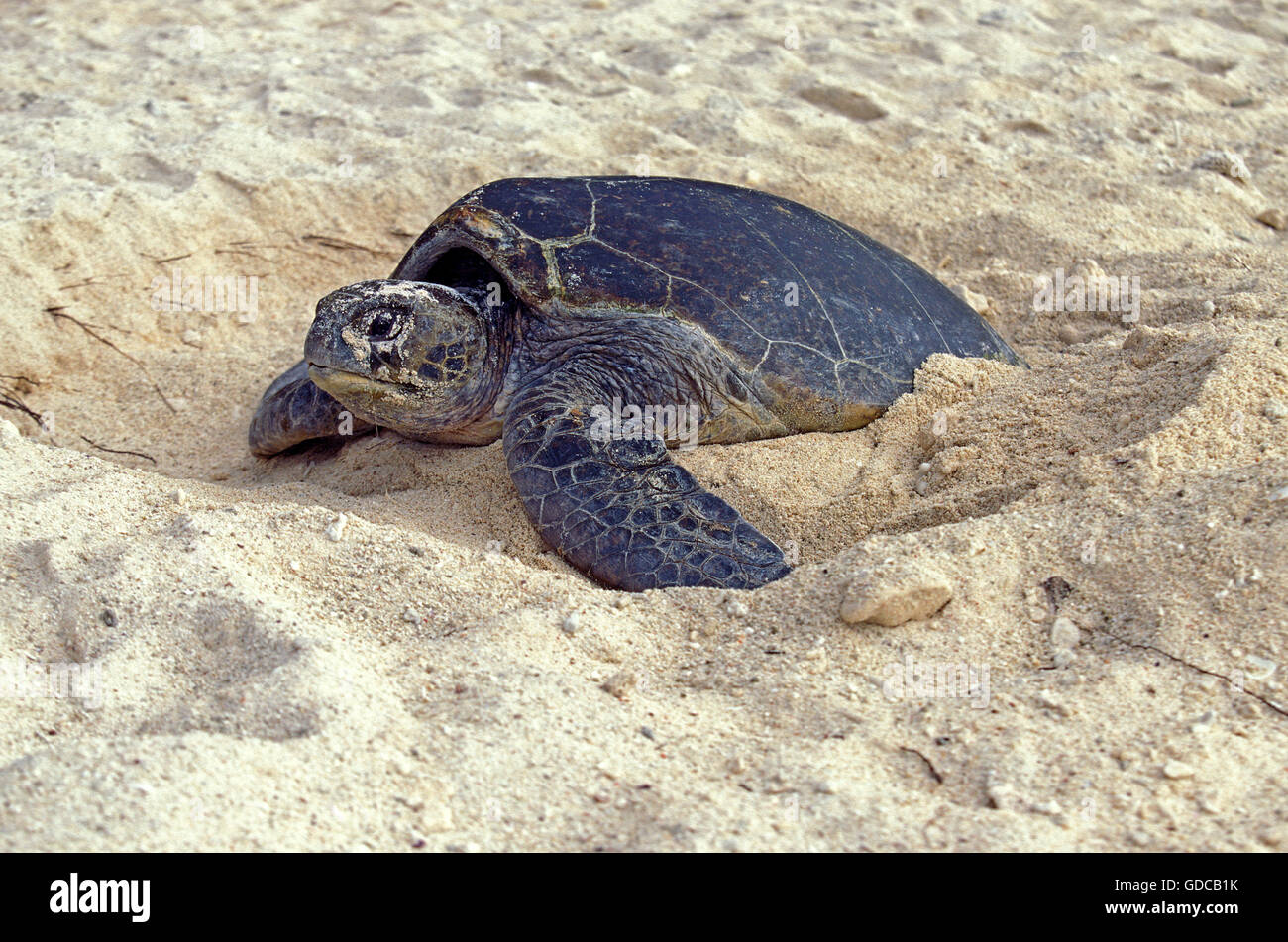 Loggerhead Sea Turtle, caretta caretta, Female putting Sand on its Eggs, after Laying them, Australia Stock Photo