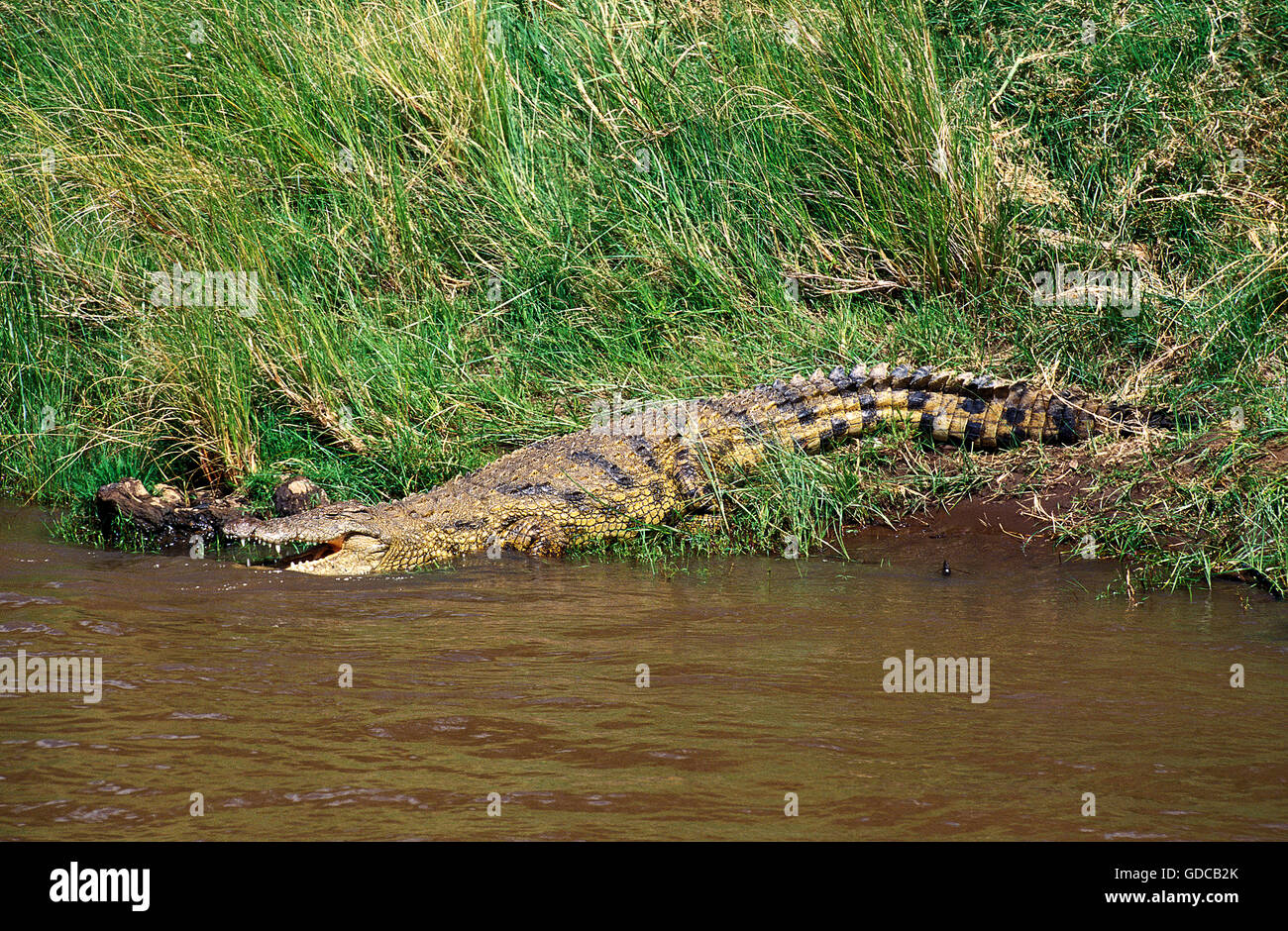 NILE CROCODILE crocodylus niloticus, ADULT ENTERING RIVER, MASAI MARA PARK IN KENYA Stock Photo