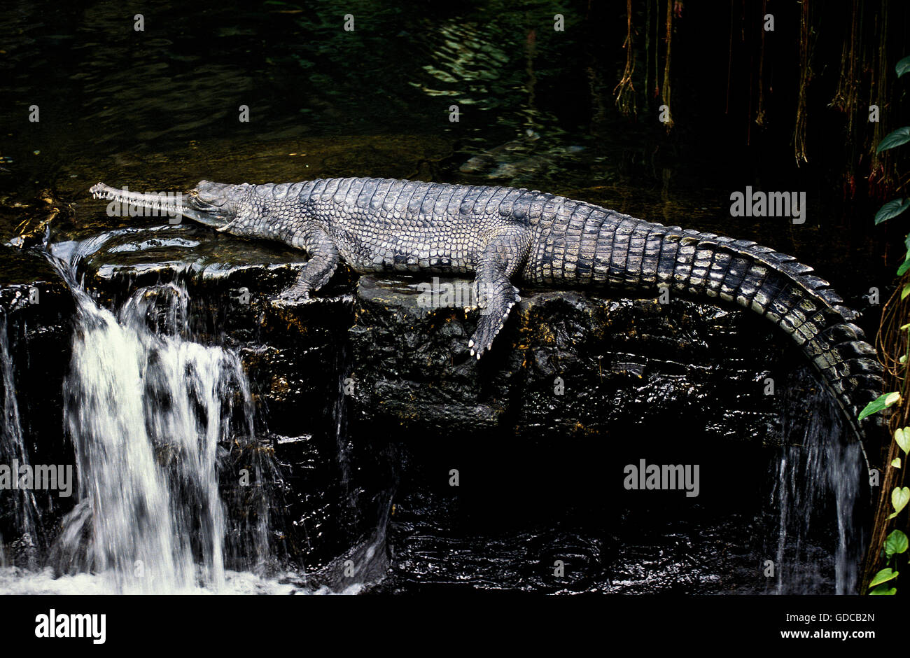 Gavial or Gharial, gavialis gangeticus, Adult laying on Water Stock Photo