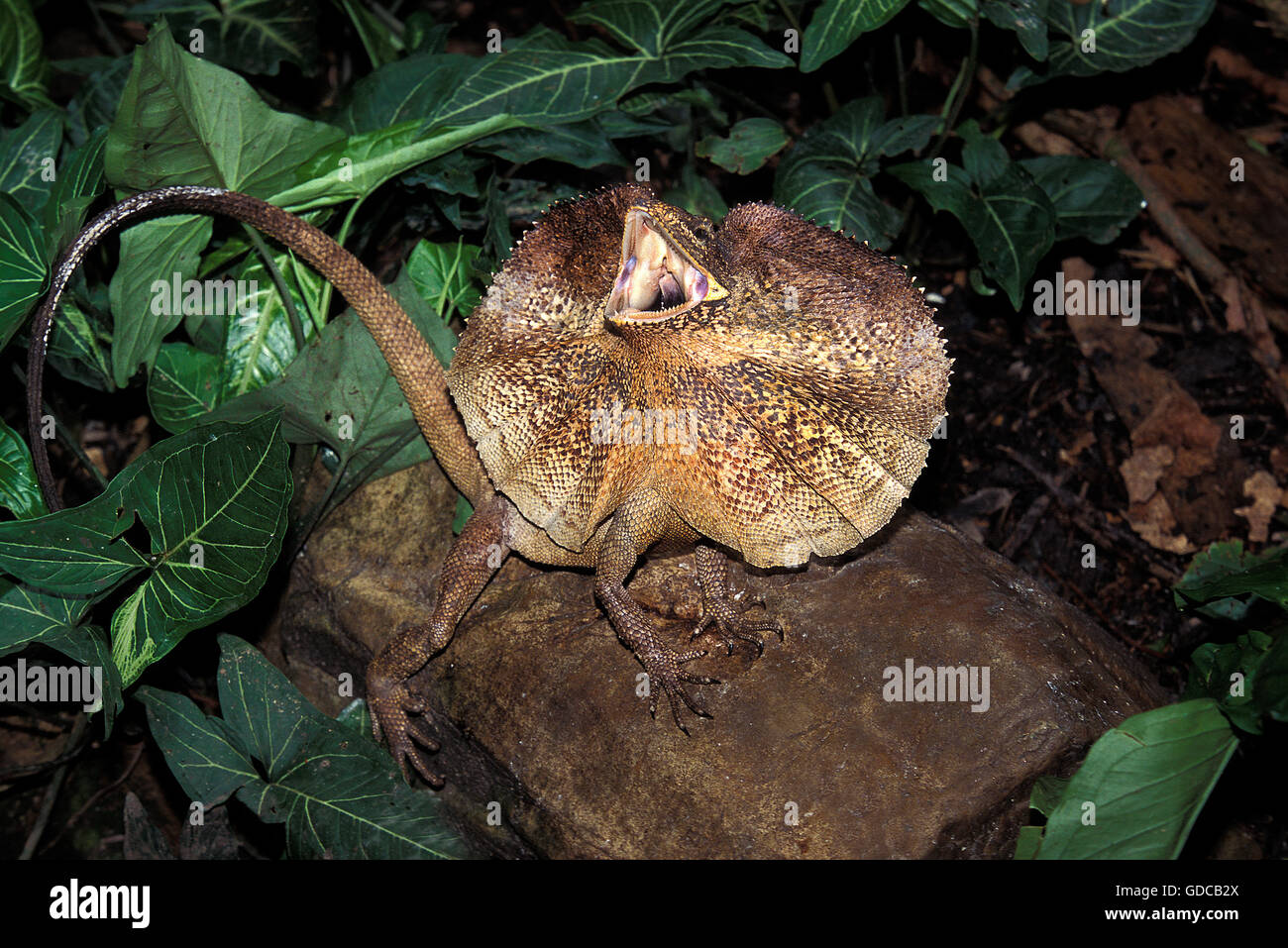 Frill necked Lizard, chlamydosaurus kingii, Adult with Frill Raised and Open Mouth, Defensive Posture, Australia Stock Photo