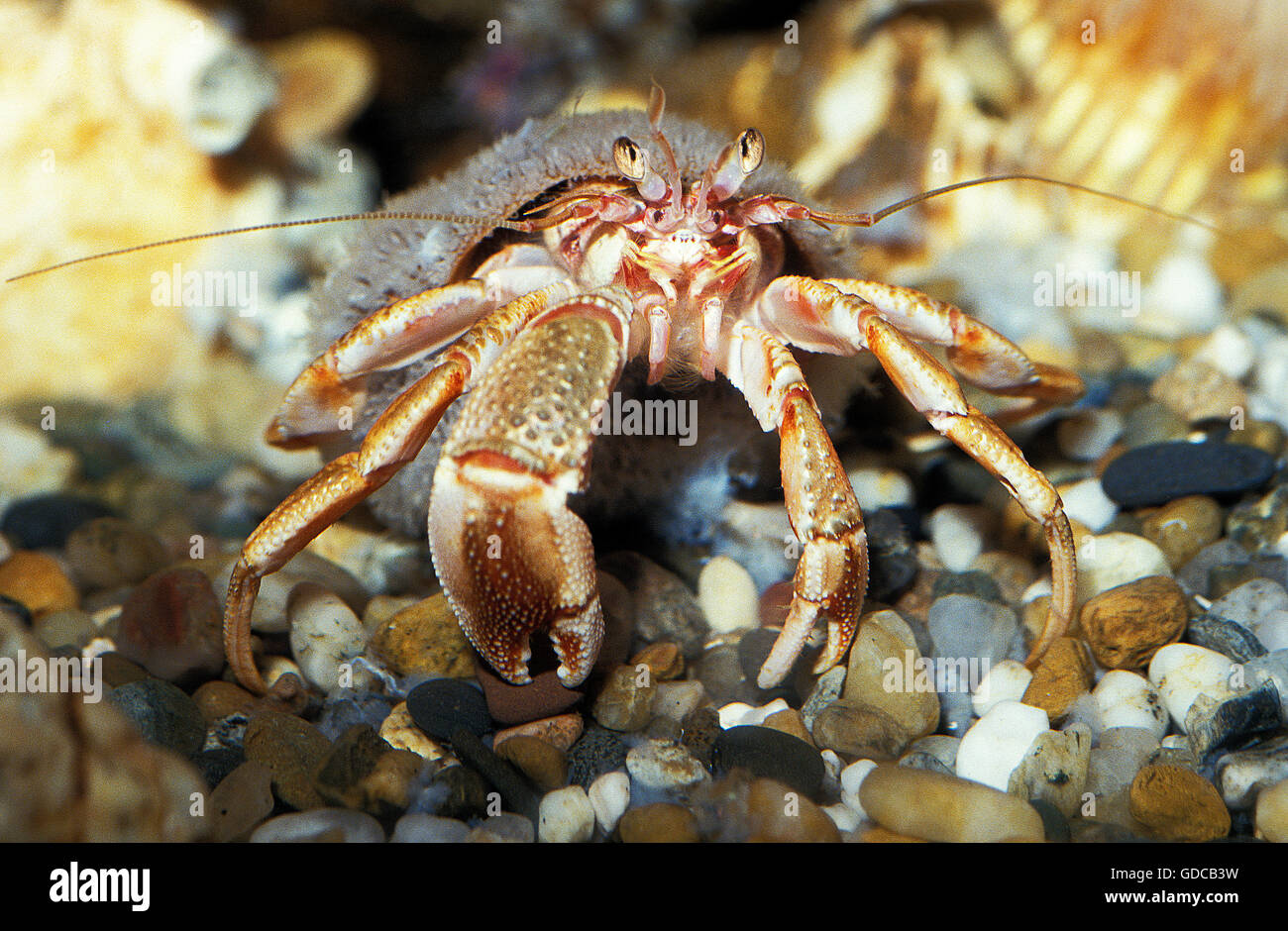 Hermit Crab, pagurus bernhardus, Adult in its Shell Stock Photo - Alamy