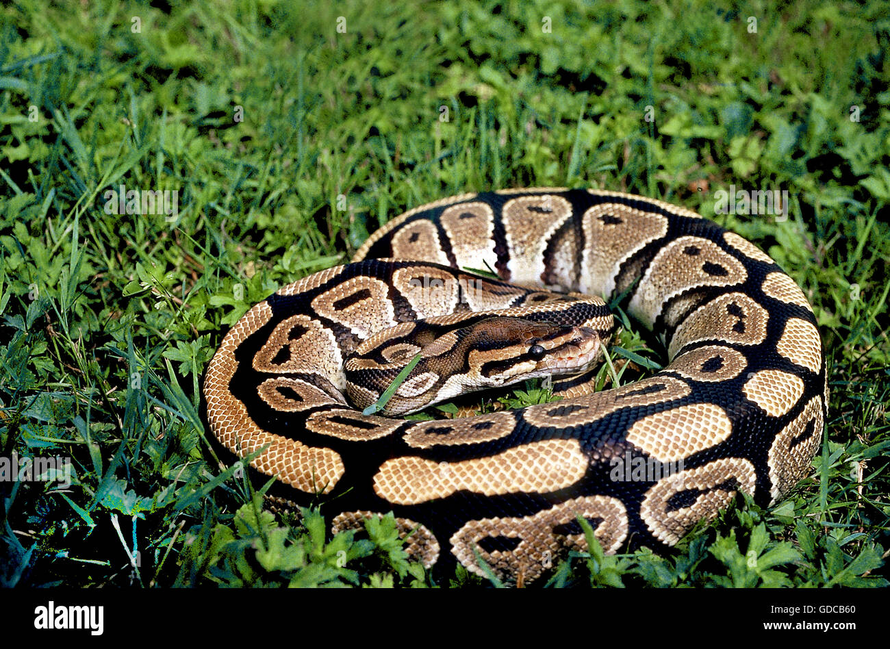 ROYAL PYTHON python regius Stock Photo