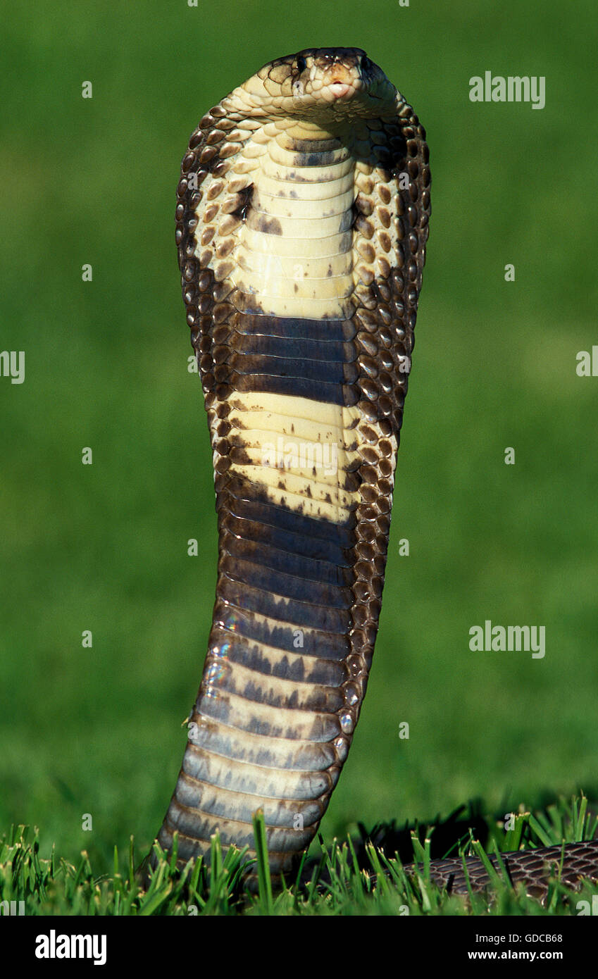 Indian Cobra, naja naja, Adult in Defensive Posture Stock Photo
