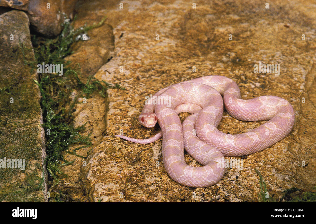 Corn Snake or Rat Snake, elaphe guttata, Albino Adult Stock Photo