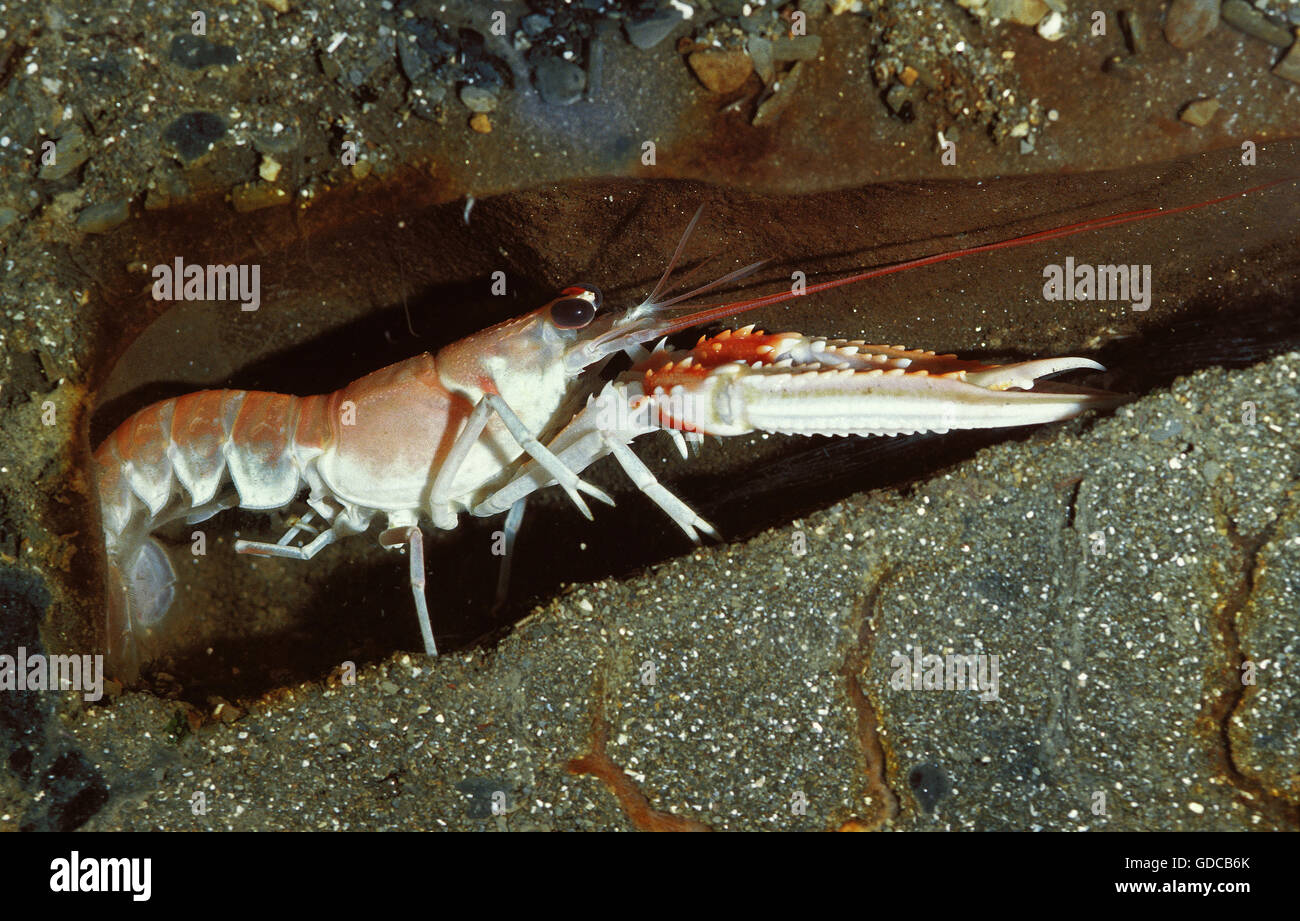 Norway Lobster, nephrops norvegicus, Adult in Tunnel Stock Photo