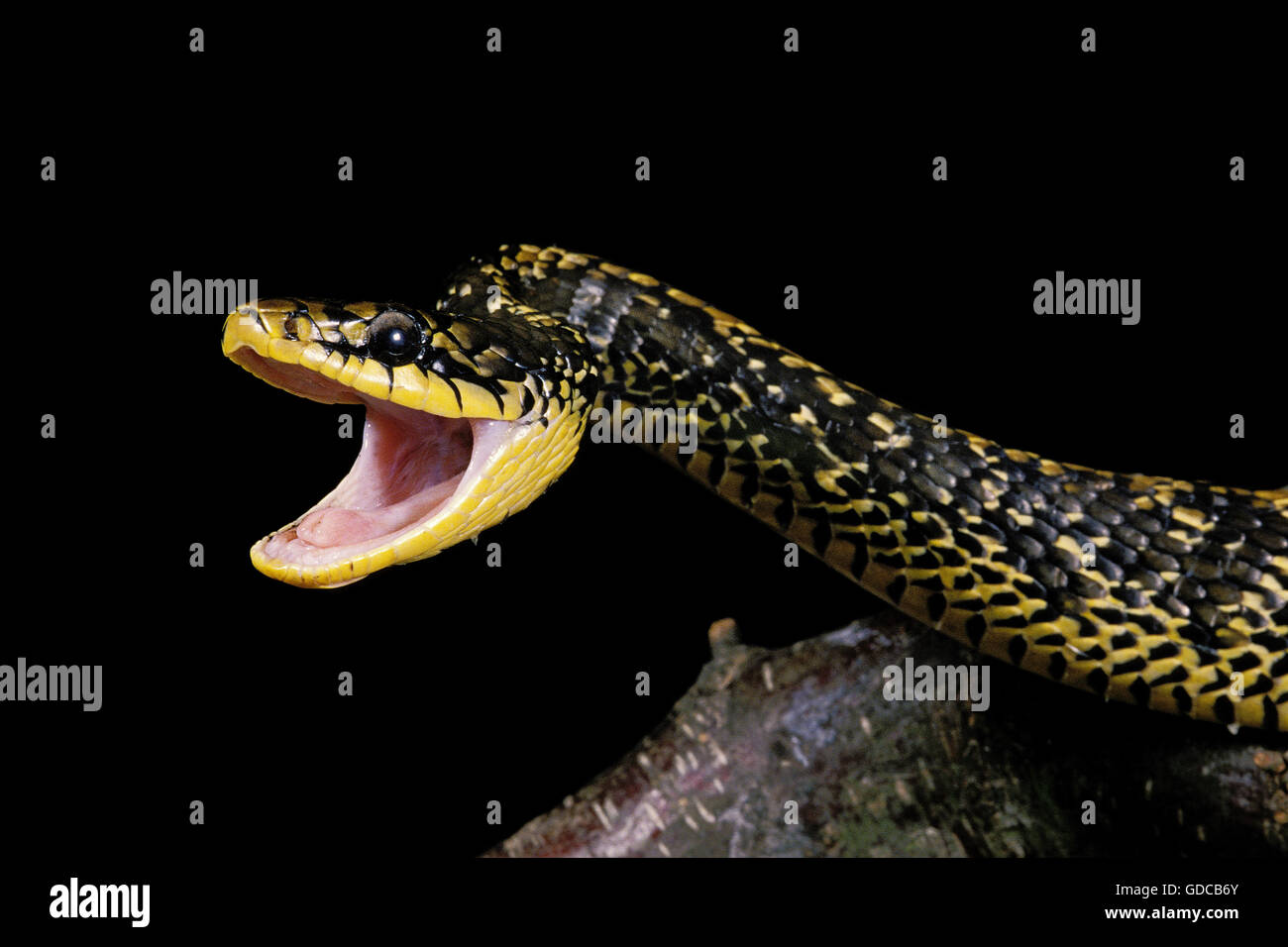 Tropical Rat Snake, spilotes pullatus, Adult with Open Mouth, in Defensive Posture Stock Photo
