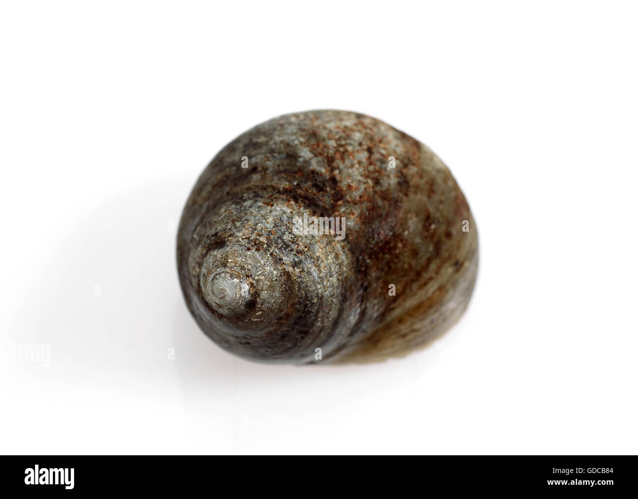 Common Periwinckle, littorina littorea, Shell against White Background Stock Photo