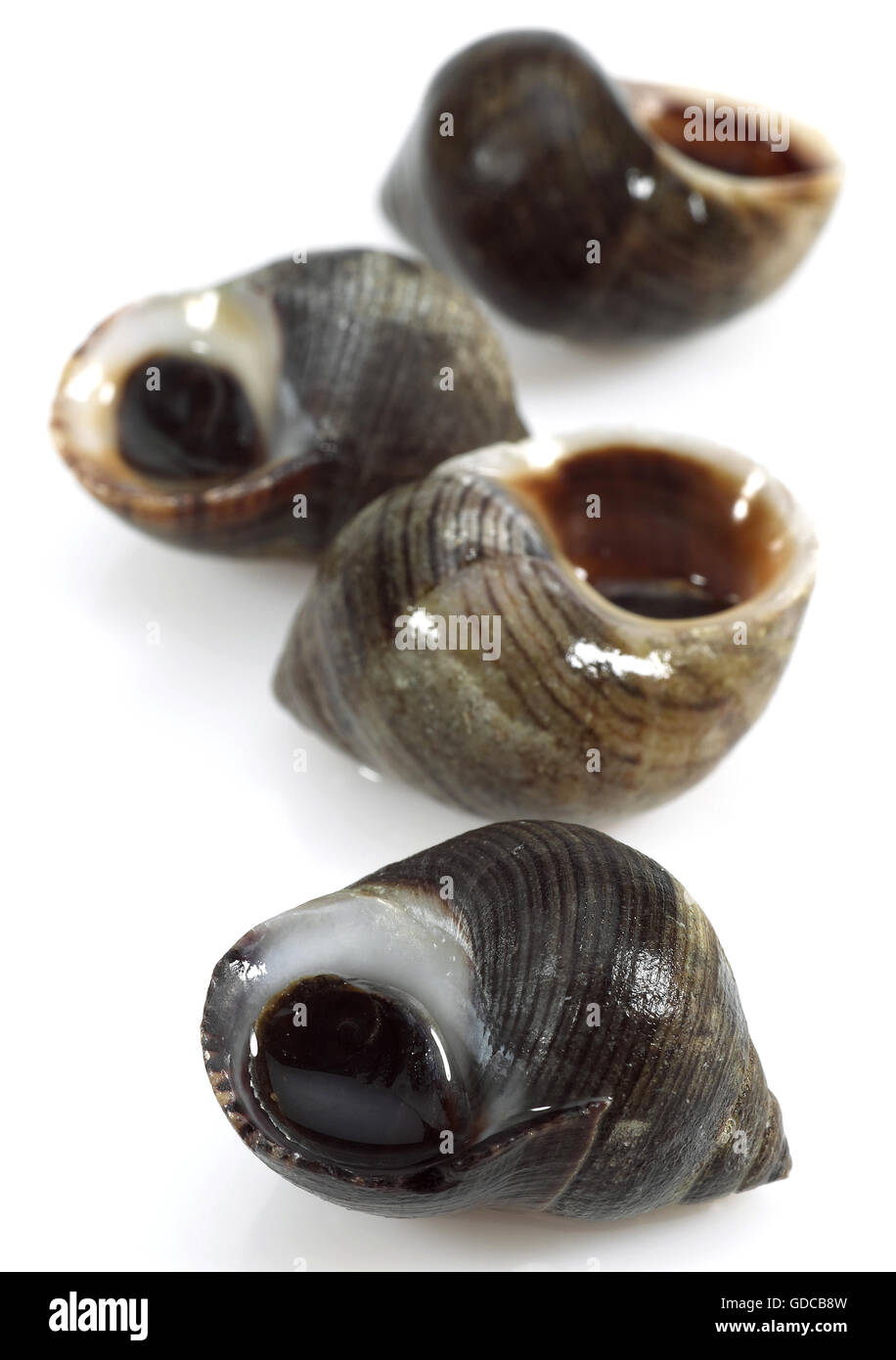 Common Periwinckle, littorina littorea, Shells against White Background Stock Photo