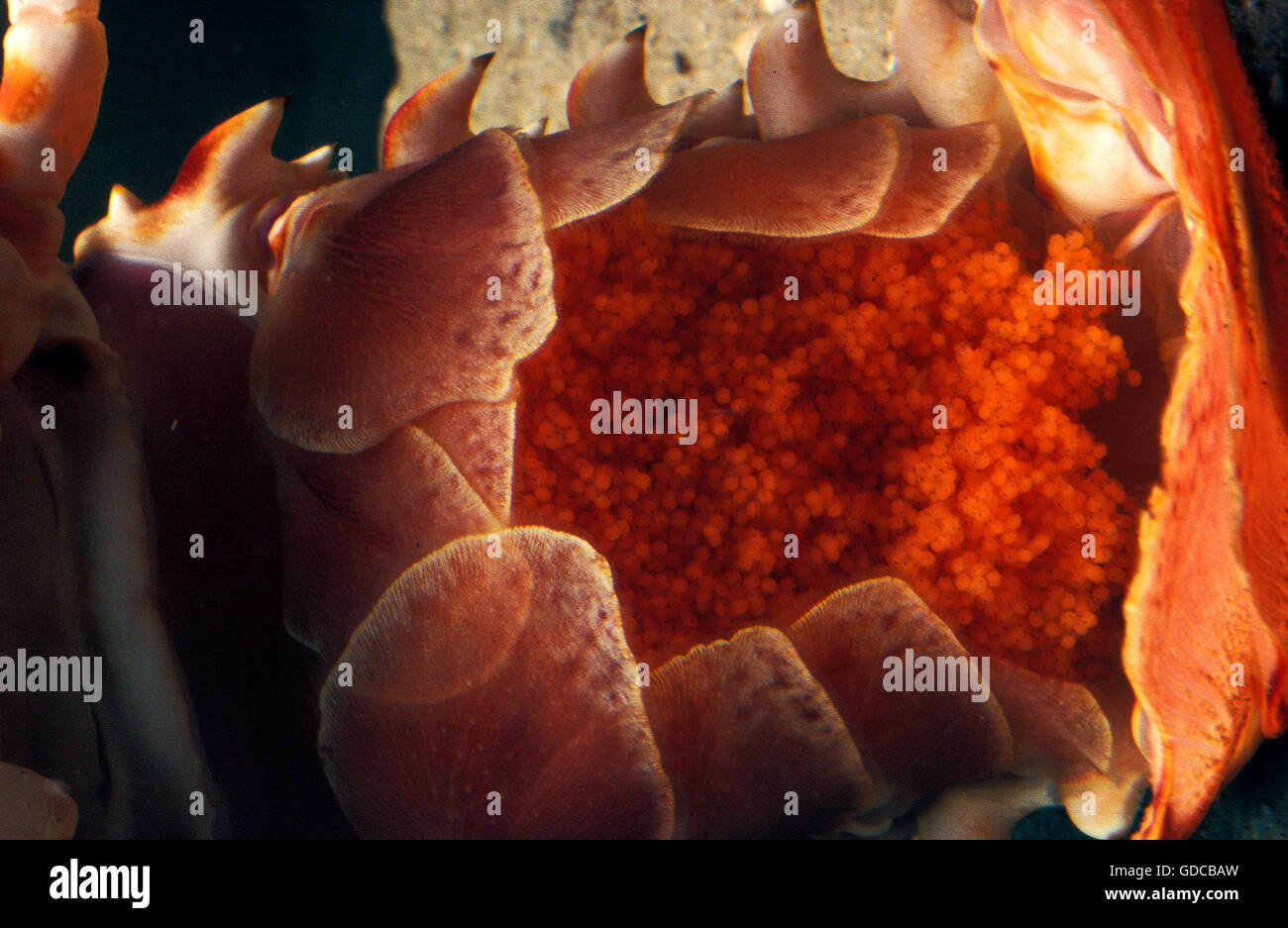 Lobster eggs hires stock photography and images Alamy