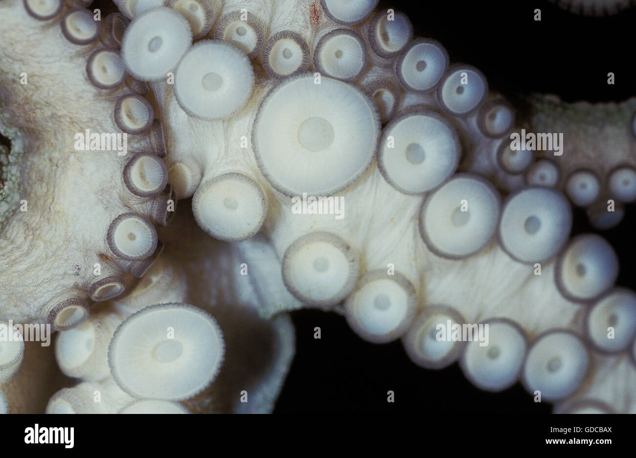 COMMON OCTOPUS octopus vulgaris, TENTACLE CLOSE-UP SHOWING SUCKERS Stock Photo