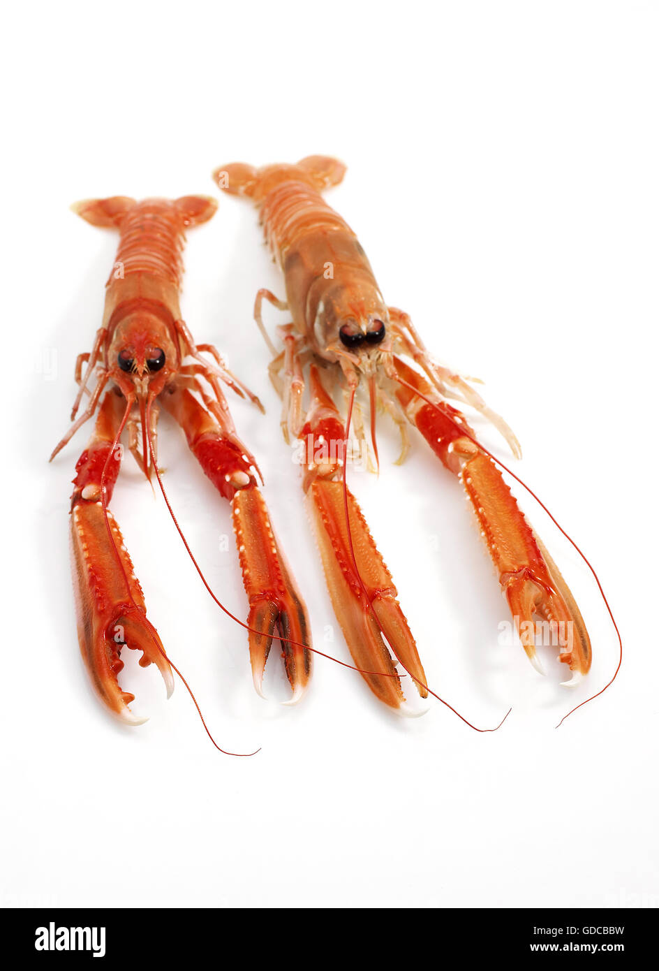 Dublin Bay Prawn or Norway Lobster or Scampi, nephrops norvegicus, Crustacean against White Background Stock Photo