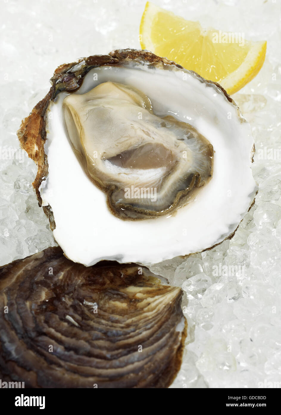 French Oyster called Belon, Fresh Seafood on Ice Stock Photo Alamy