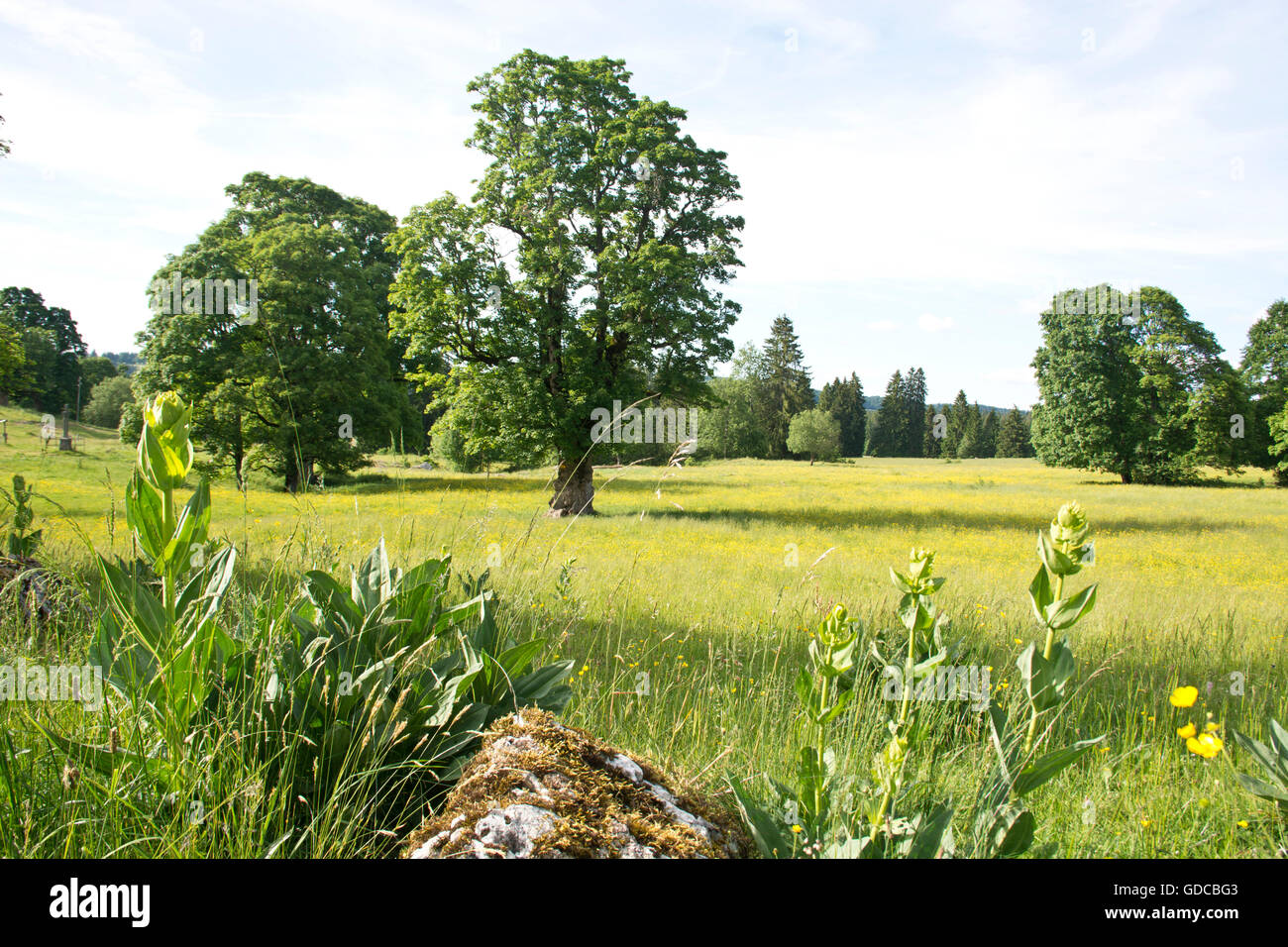 Switzerland,Europe,Jura,Mont-Soleil,Saint Imier,canton Bern,meadow,pasture,willow,summer,yellow gentian,Gentiana lute Stock Photo