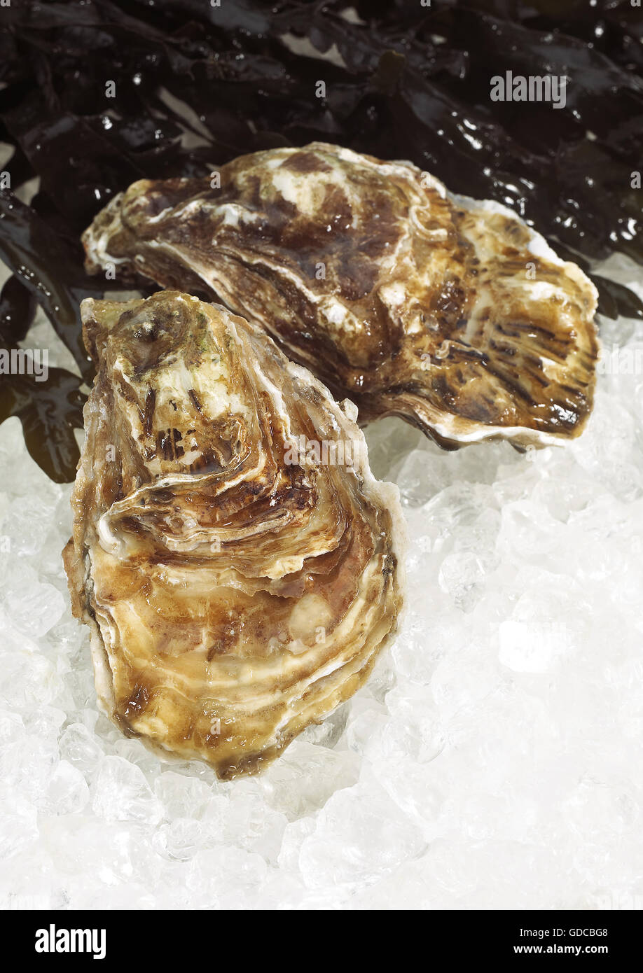 French Oyster called Marennes d'Oleron, Fresh Seafood on Ice Stock