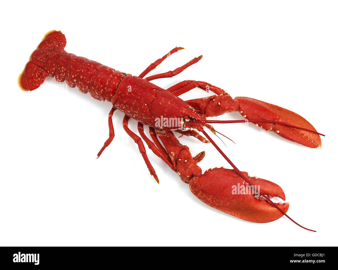 European Clawed Lobster Hi res Stock Photography And Images Alamy European Clawed Lobster Hi res Stock Photography And Images Alamy