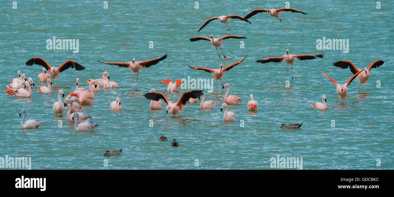 South America,Chile,Tierra del Fuego,Flamingos in flight Stock Photo