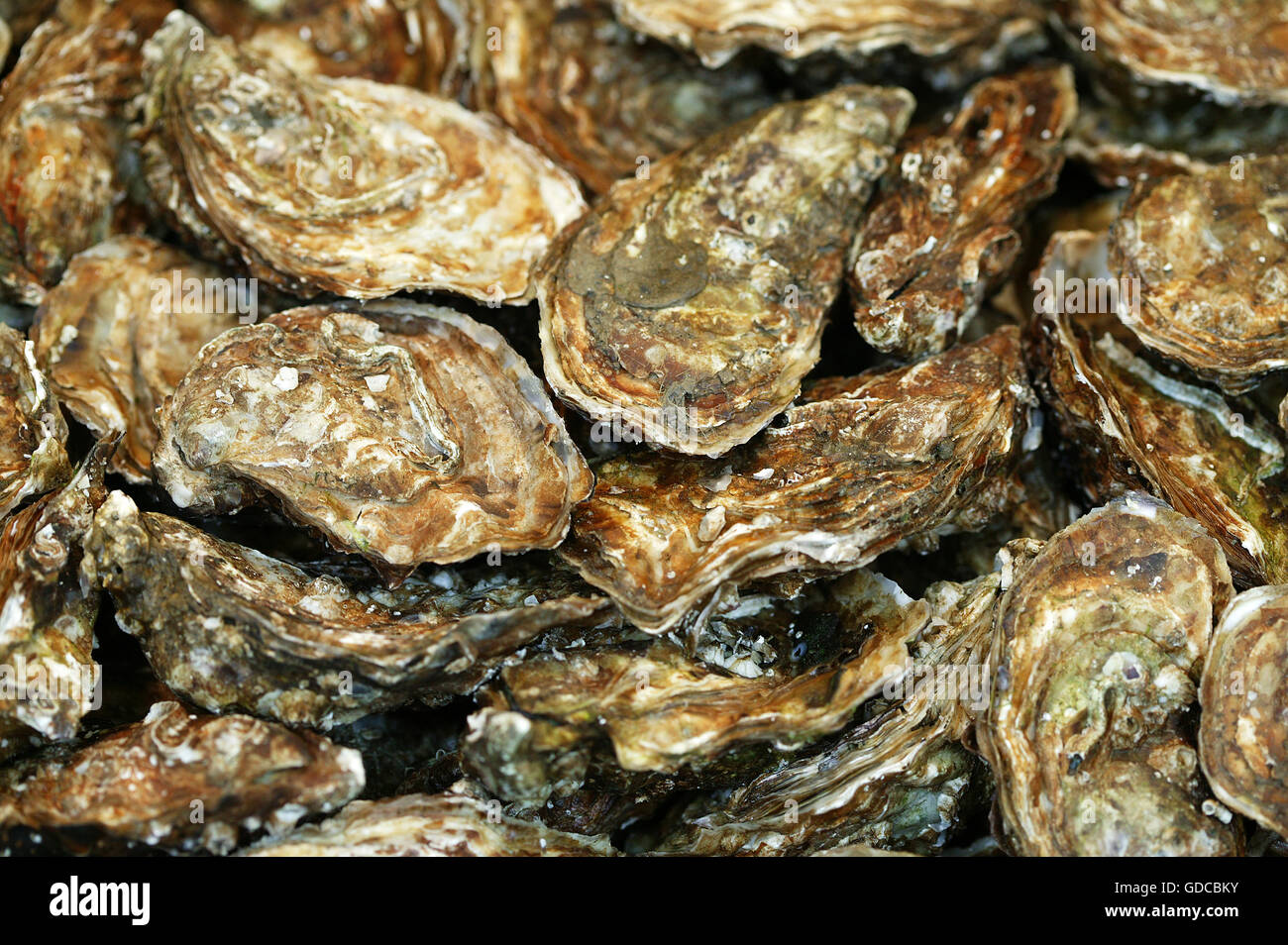 French Oyster called Fine de Claire, ostrea edulis Stock Photo