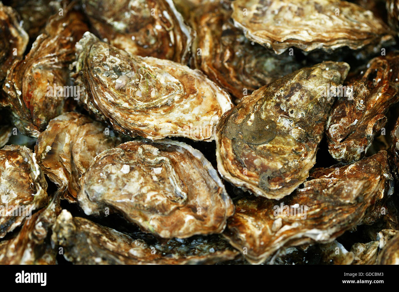French Oyster, Fine de Claire, ostrea edulis Stock Photo